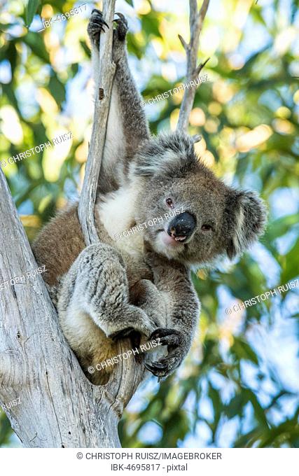 Koala (Phascolarctos cinereus), sits in a tree, South Australia, Australia