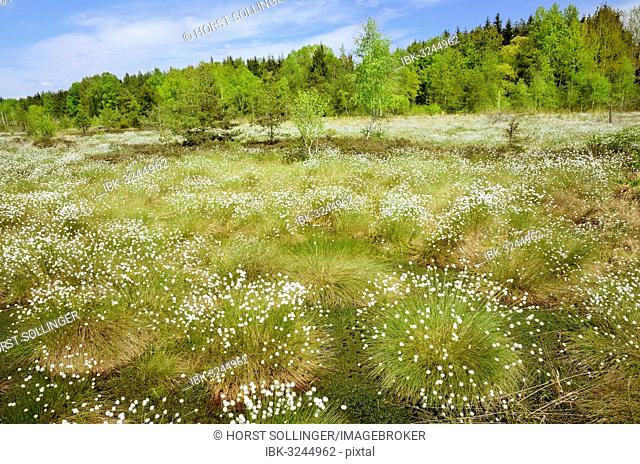 Flooded bog with blooming Hare's-tail Cottongrass, Tussock Cottongrass or Sheathed Cottonsedge (Eriophorum vaginatum) in the siltation ponds with Peat Moss...