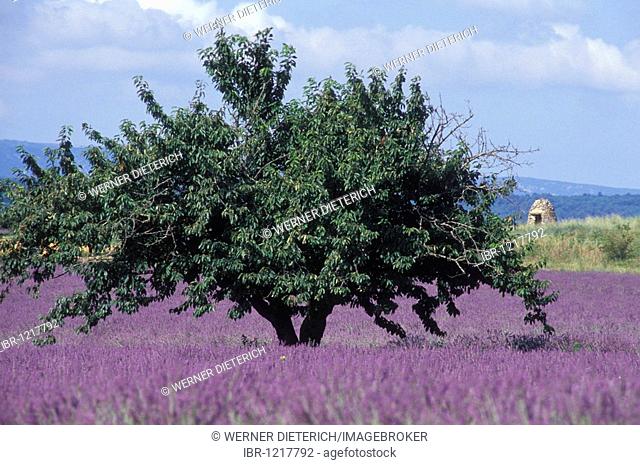 True Lavender (Lavandula angustifolia), tree in a lavender field, near Apt, Provence, France, Europe