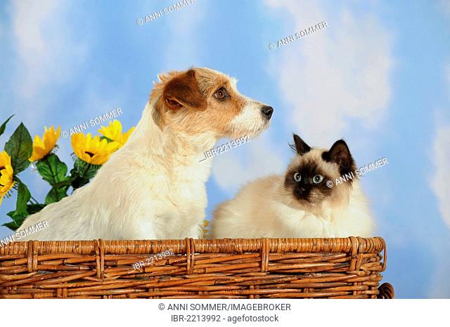 Parson Russell Terrier and a Birman or a Sacred Cat of Burma in a wicker basket