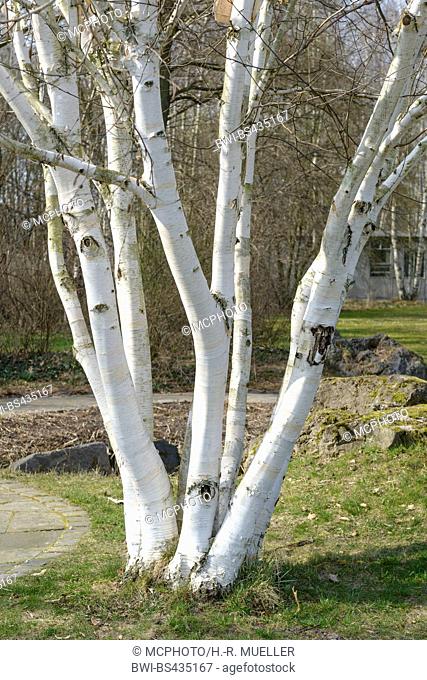 White Barked Himalayan Birch (Betula utilis 'Doorenbos', Betula utilis Doorenbos), trunks, cultivar Doorenbos