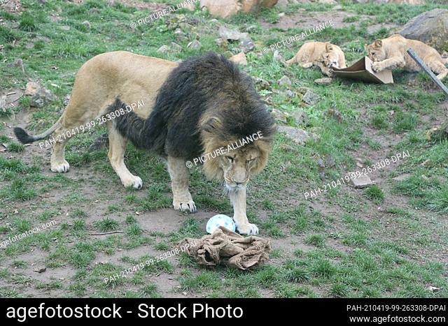 19 April 2021, Thuringia, Erfurt: Lion Aslam plays with a ball in the enclosure at Thüringer Zoopark. Photo: Bodo Schackow/dpa-Zentralbild/dpa