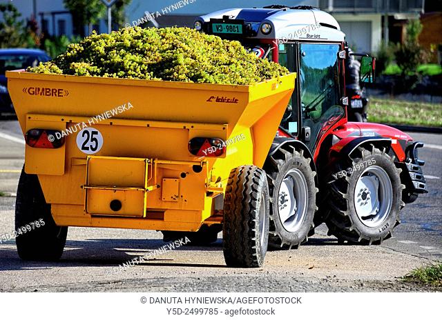 Europe, Switzerland, Canton Vaud, Morges district, Fechy, Féchy, grapes harvest time, container full of grapes pulled by tractor