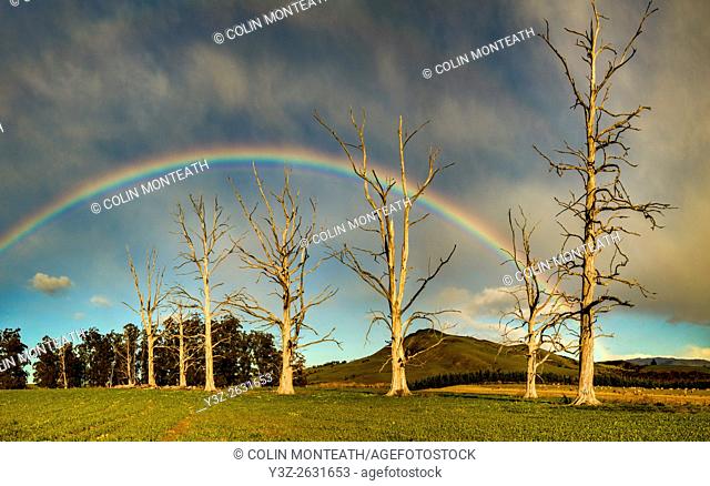 Rainbow over dead trees, Cheviot, North Canterbury