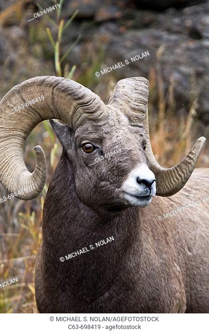 Adult Rocky Mountain bighorn sheep (Ovis canadensis canadensis) just outside the boundry of Yellowstone National Park near Gardiner, Montana