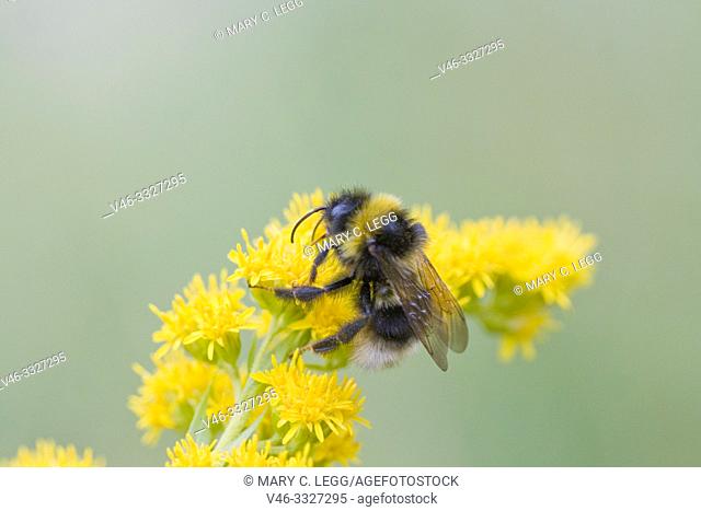 Bohemian Bumblebee, Bombus bohemicus. A white-tailed cuckoo bee with gold bands. Queen is15â. “20mm in length. B bohemicus lacks pollen baskets on posterior...