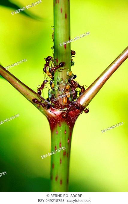 Ants keep a colony aphids to milk them