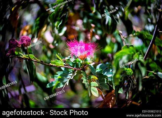 Flower of the decorative tree Calliandra haematocephala close-up. Shallow depth of field. Center focus, swirling bokeh