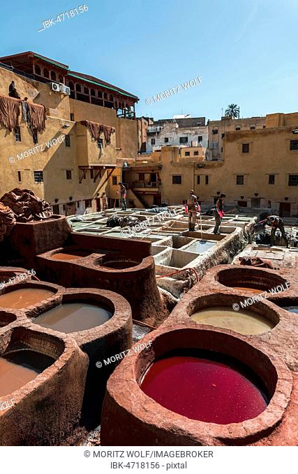 Worker dyeing leather, basin with paint, dyeing, tannery Tannerie Chouara, tanner and dyer quarter, Fes el Bali, Fes, Morocco, Africa