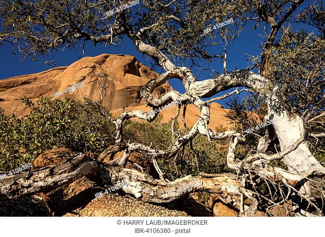 Shepherd's tree (Boscia albitrunca), Spitzkoppe, Damaraland, Namibia