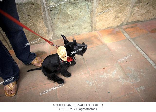 A woman holds her dog who wears a hat during the Blessing of the Animals celebration in Oaxaca, Mexico, August 31, 2008  La Merced Catholic church celebrates...