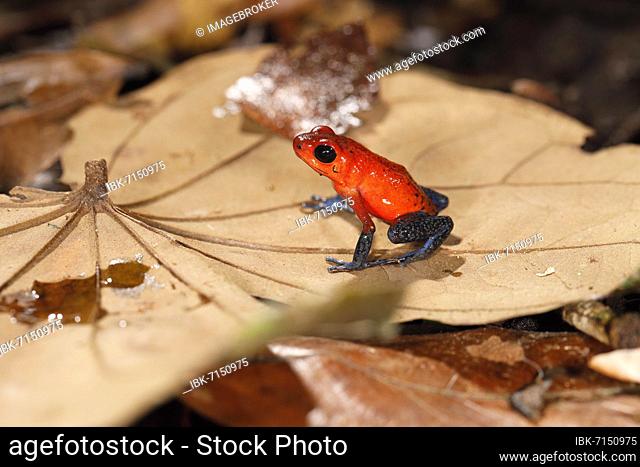 The strawberry poison-dart frog (Oophaga pumilio) is a poison dart frog of the tree climbing frog family, Sarapiqui area, Costa Rica, Central America