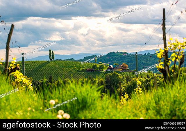 Crops of grape plants cultivated for wine. Spring time in Austrian vineyards. South Styria tourist spot, wine country places to see