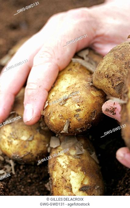 JERSEY ROYAL POTATOES JUST HARVESTED