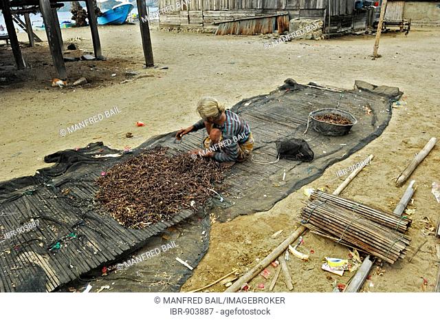 Woman spreading seaweed out to dry in a village of Philippine immigrants, Komodo National Park, World-Heritage-Site, Komodo, Indonesia, Southeast Asia