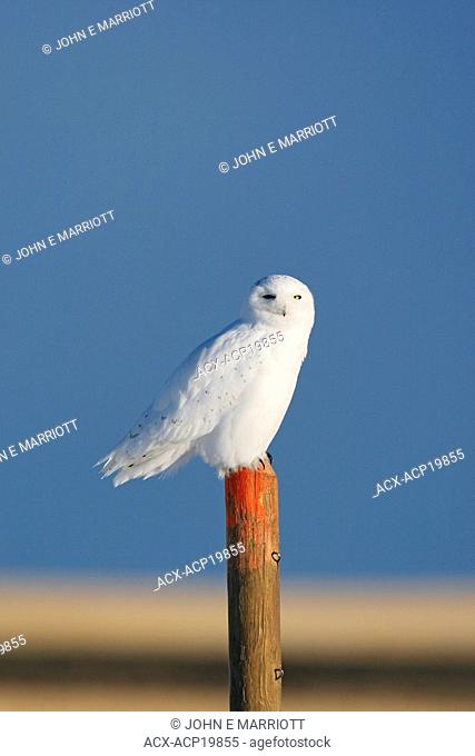 Snowy owl perched on fencepost, Alberta, Canada