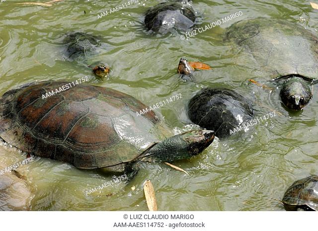 Amazon River Turtle (Podocnemis expansa) at INPA - National Institute for Research of the Amazon, Manaus city, Amazonas State, Brazil
