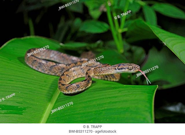 Sri Lanka cat snake (Boiga ceylonensis), lying on a leaf flicking, Sri Lanka, Sinharaja Forest National Park