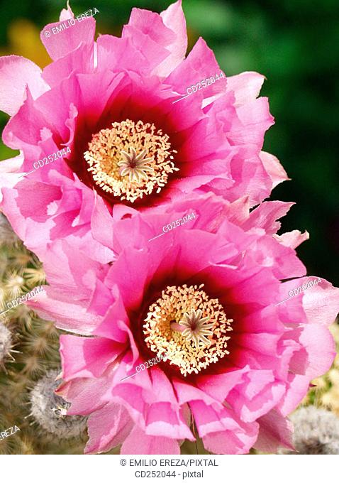 Rainbow Hedgehog (Echinocereus pectinatus) cactus flowers