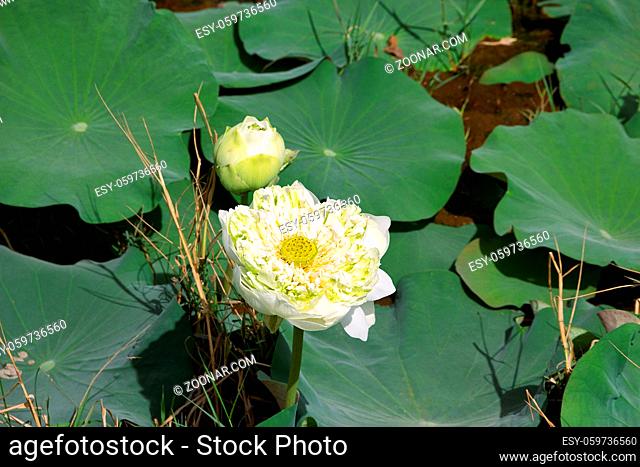 Famous Lotus in pond has faded. Ancient Egypt earliest of civilizations that revered flower