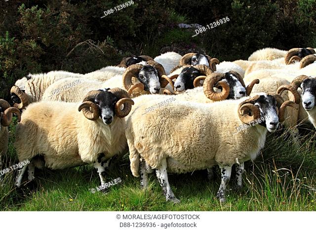 Blackface  Scottish sheep  Ram Argyll county  Ardnamurchan   Scotlland  Ovis aries  Order Artiodactyla Family: Bovidae