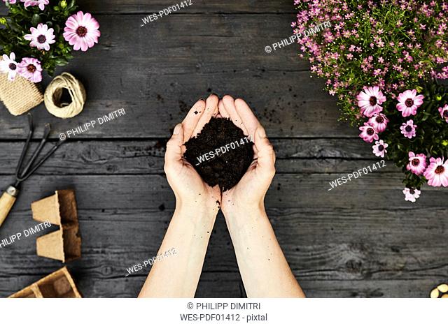 Woman's hands holding garden soil