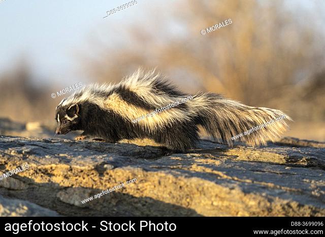 Africa, Namibia, Private reserve, Striped polecat or African Polecat (Ictonyx striatus) , captive