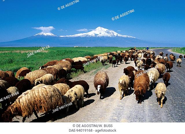 Transhumance of sheep, Mount Ararat valley, Armenia