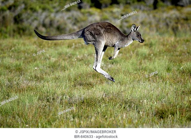 Eastern Grey Kangaroo (Macropus giganteus), bounding adult, Australia