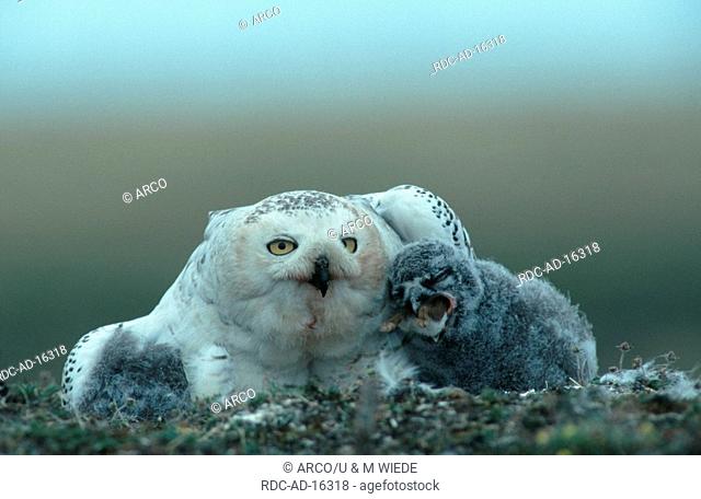 Snowy Owls female with chick Barrow Alaska USA Nyctea scandiaca