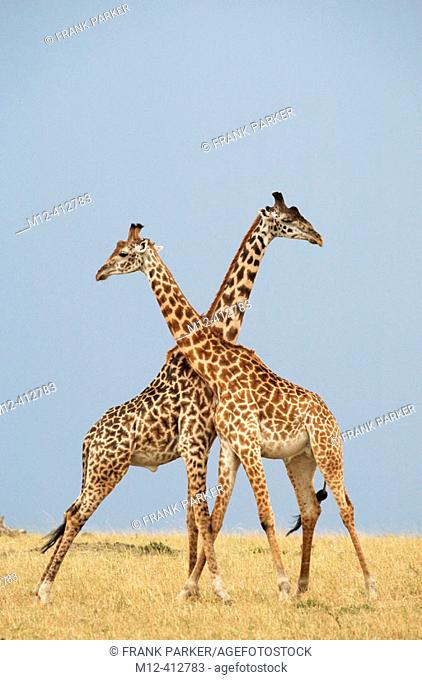 2 Male Giraffes fighting