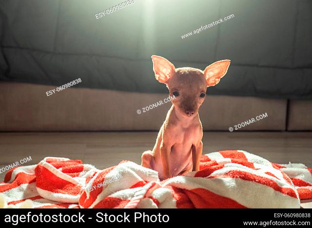 Closeup of cute miniature ginger pinscher puppy sitting on the striped towel over bed background