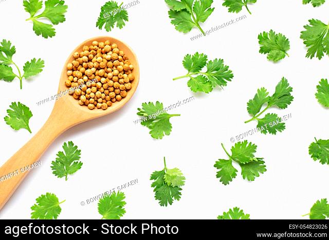 Coriander seeds with fresh leaves isolated on white background
