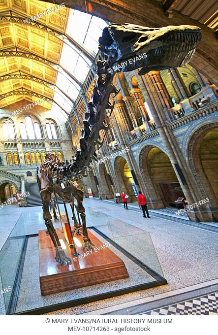A detail of the replica Diplodocus carnegiei skeleton situated in the central hall of the Natural History Museum, London