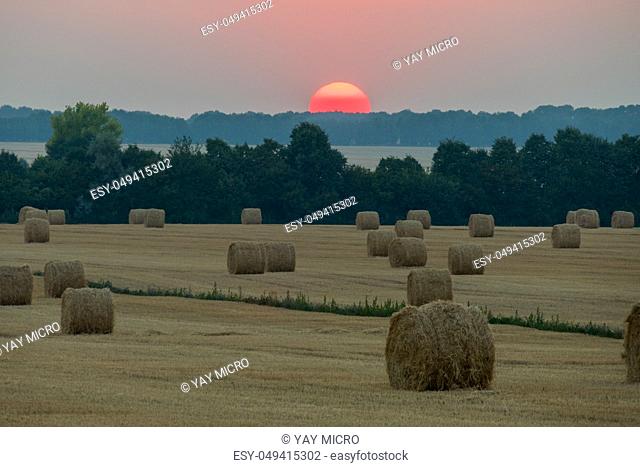 Collected and dried hay in a large meadow. Against the background of trees and the setting sun for their tops