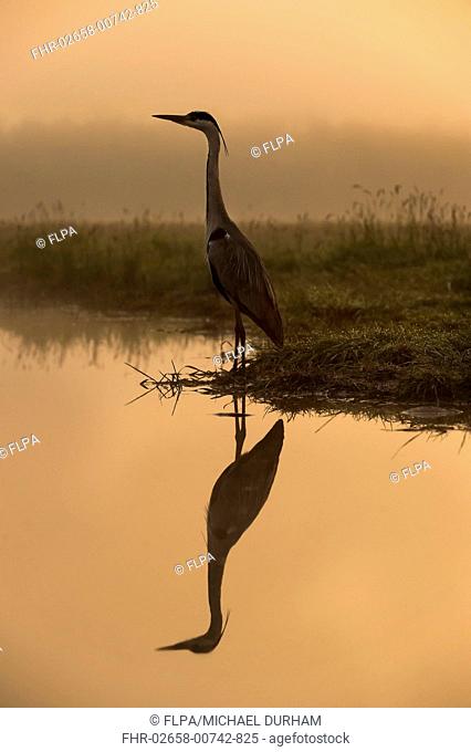 Grey Heron (Ardea cinerea) adult, standing at edge of water, at sunrise, Hortobagy N.P., Hungary, April