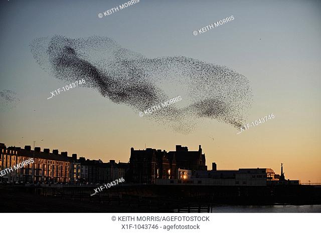 A flock of starlings murmuration flying over Aberystwyth pier at sunset, March evening, Wales UK - onre of three urban roosts in the UK