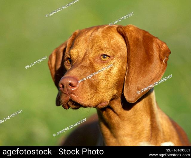 Magyar Vizsla. Portrait of adult dog