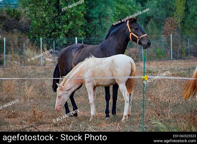 Black Horse and her young brown foal grazing in a meadow