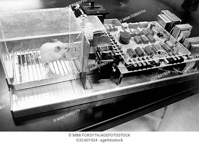 Lab rat pushing button to get food