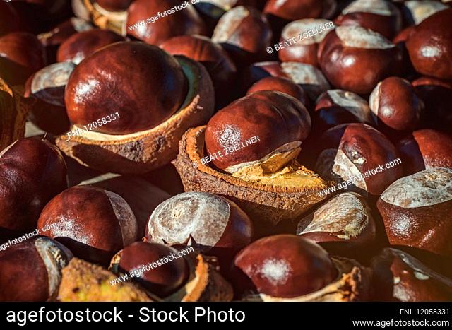 Chestnuts, Sylt, Keitum, Schleswig-Holstein, Germany, Europe