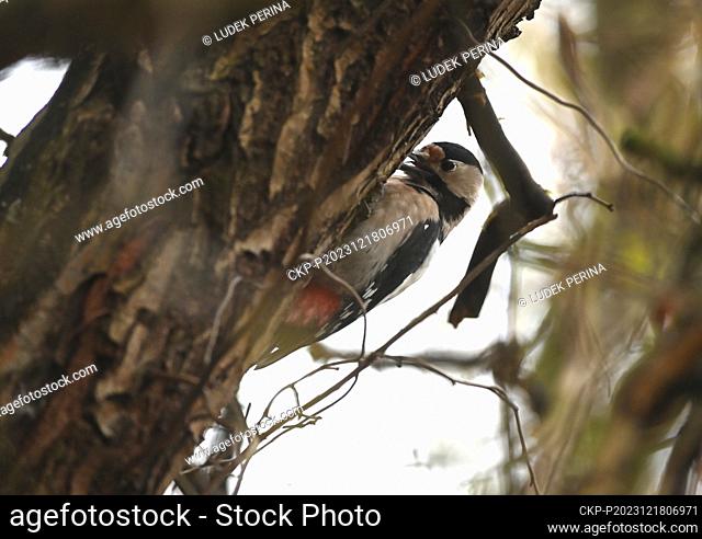 Great spotted woodpecker (Dendrocopos major) pictured in Olomouc, Czech Republic, on December 18, 2023. (CTK Photo/Ludek Perina)