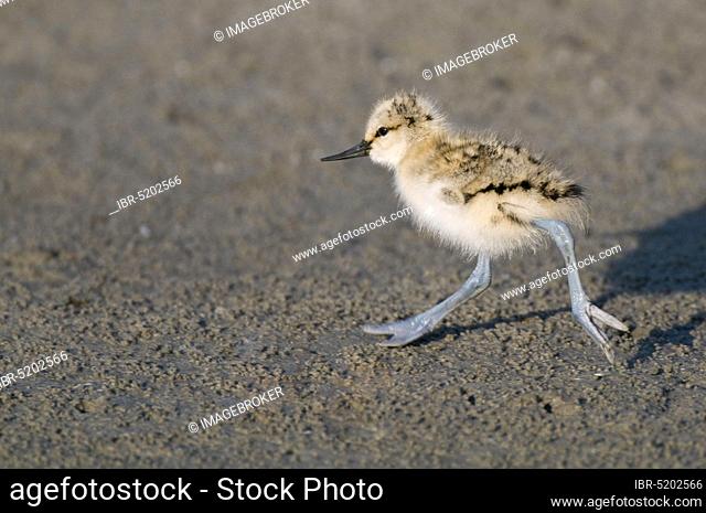 Avocet (Recurvirostra avosetta), lateral, adjustable, chicks, Texel, Netherlands