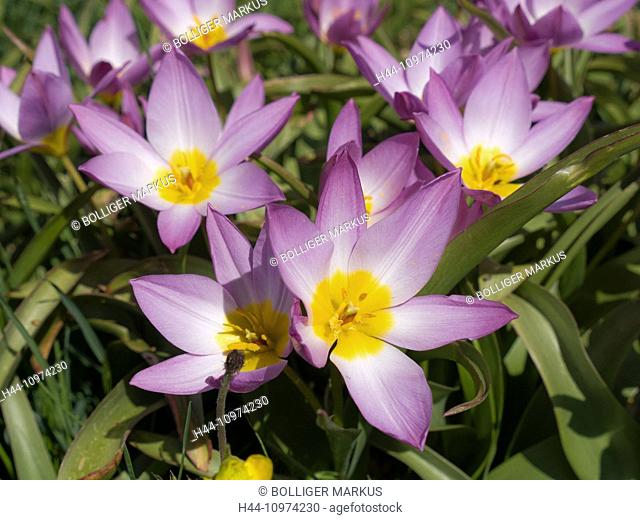 Baker's tulip, flower, blossom, flourish, petal, petals, flora, spring flora, Yellow, petals, Liliaceae, lilies, Perigon, Rose, stamen, Tulipa bakeri, tulip