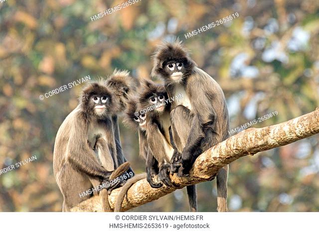 India, Tripura state, Phayre's leaf monkey or Phayre's langur (Trachypithecus phayrei)