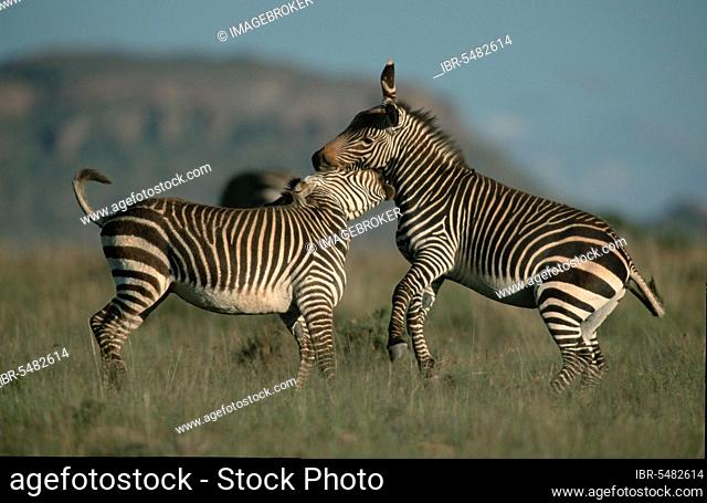 Cape mountain zebras (Equus zebra zebra), fighting stallions, Mountain Zebra National Park, South Africa, page, Africa