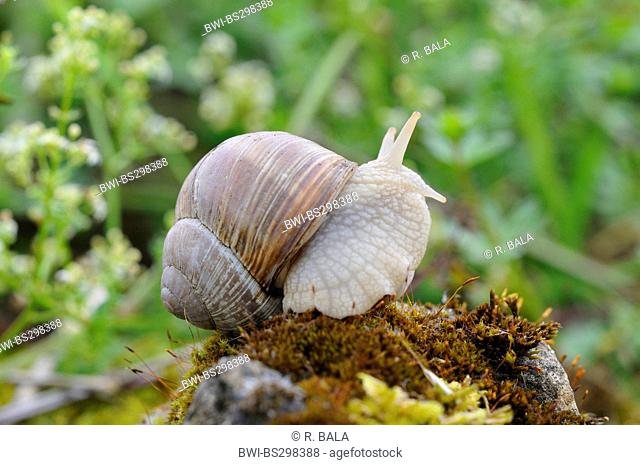 Roman snail, escargot, escargot snail, edible snail, grapevine snail, vineyard snail, vine snail (Helix pomatia), on a mossy stone, Germany
