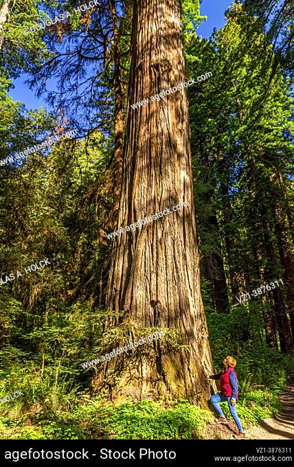 Keep Looking Up Giant Coast Rewood in Stout Grove of Jedediah Smith Redwoods SP CA USA