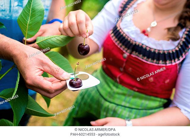 Marina I, Cherry Queen of Franconian Switzerland, takes the measurements of several cherries on the grounds of the fruit information centre in Hiltpoltstein