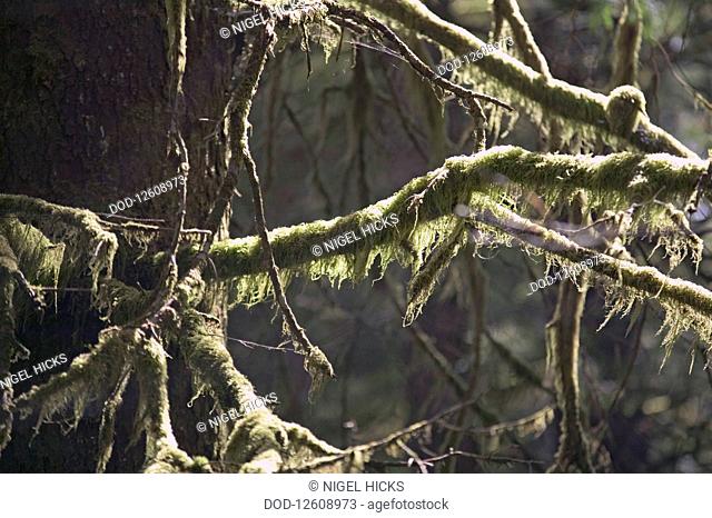USA, Alaska, Southeast Alaska, Epiphytic moss growing on tree in temperate rainforest